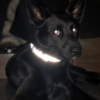 Personalized Reflective Dog Collar - Custom Engraved Pet ID Tag for Small to Large Dogs and Cats